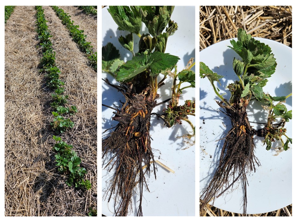Rows of stunted plants showing poor, rachitic growth. Right: Roots severely affected by black root rot caused by the fungus Rhizoctonia solani.